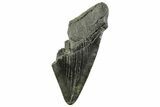Partial Fossil Megalodon Tooth - South Carolina #365807-1